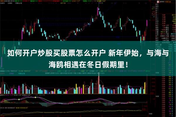 如何开户炒股买股票怎么开户 新年伊始，与海与海鸥相遇在冬日假期里！