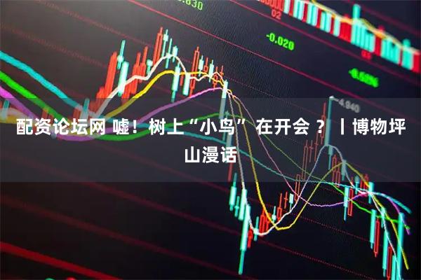 配资论坛网 嘘！树上“小鸟” 在开会 ？丨博物坪山漫话