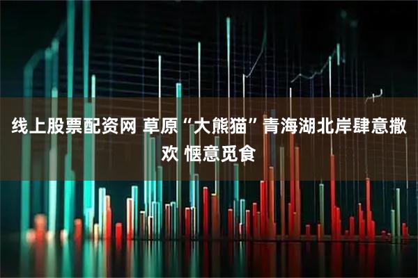 线上股票配资网 草原“大熊猫”青海湖北岸肆意撒欢 惬意觅食